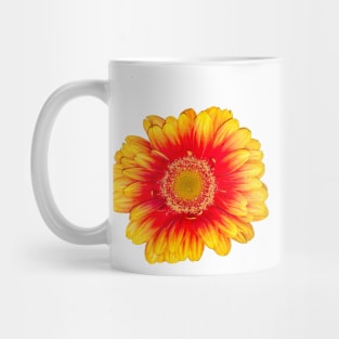 Gerbera Daisy Flowers Red and yellow summer Gerber daisy close up flower Mug